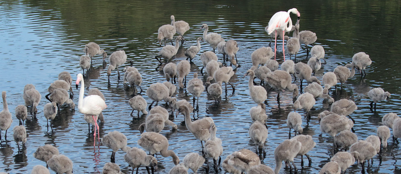 flamingos in Priolo - Enel.it